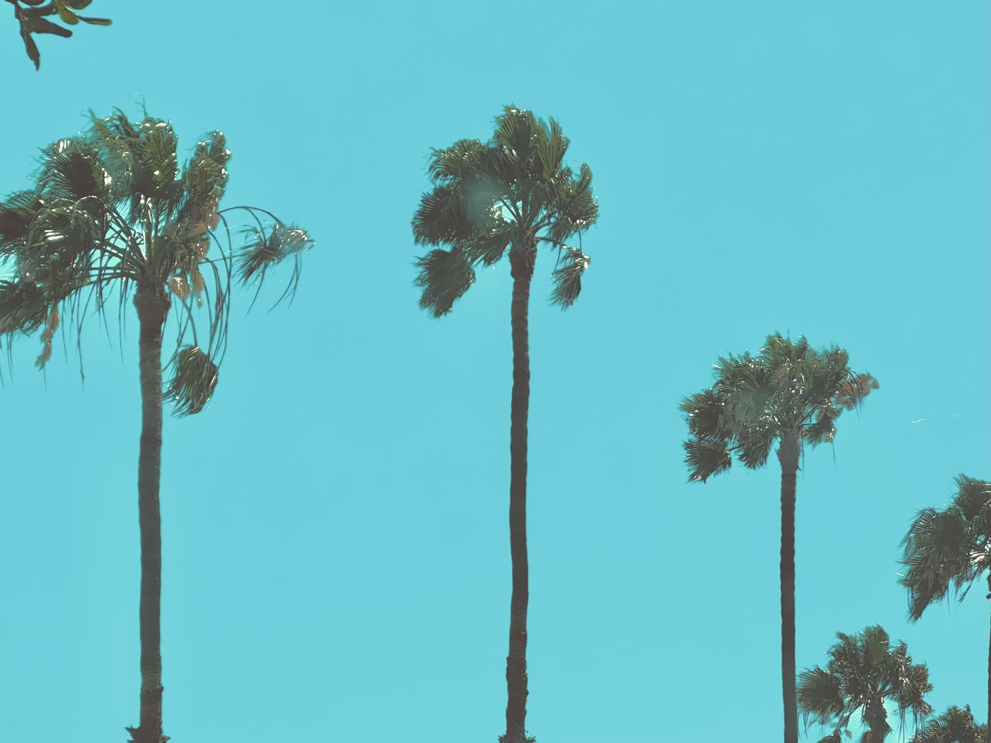 Teal Palms